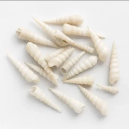 صدف دریایی  مدل پیچی بسته 100 گرمی