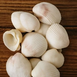 صدف دریایی مدل کفه ای بسته 100 گرمی