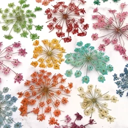 گل خشک مدل شوکران دو عددی مخصوص رزین وشمع